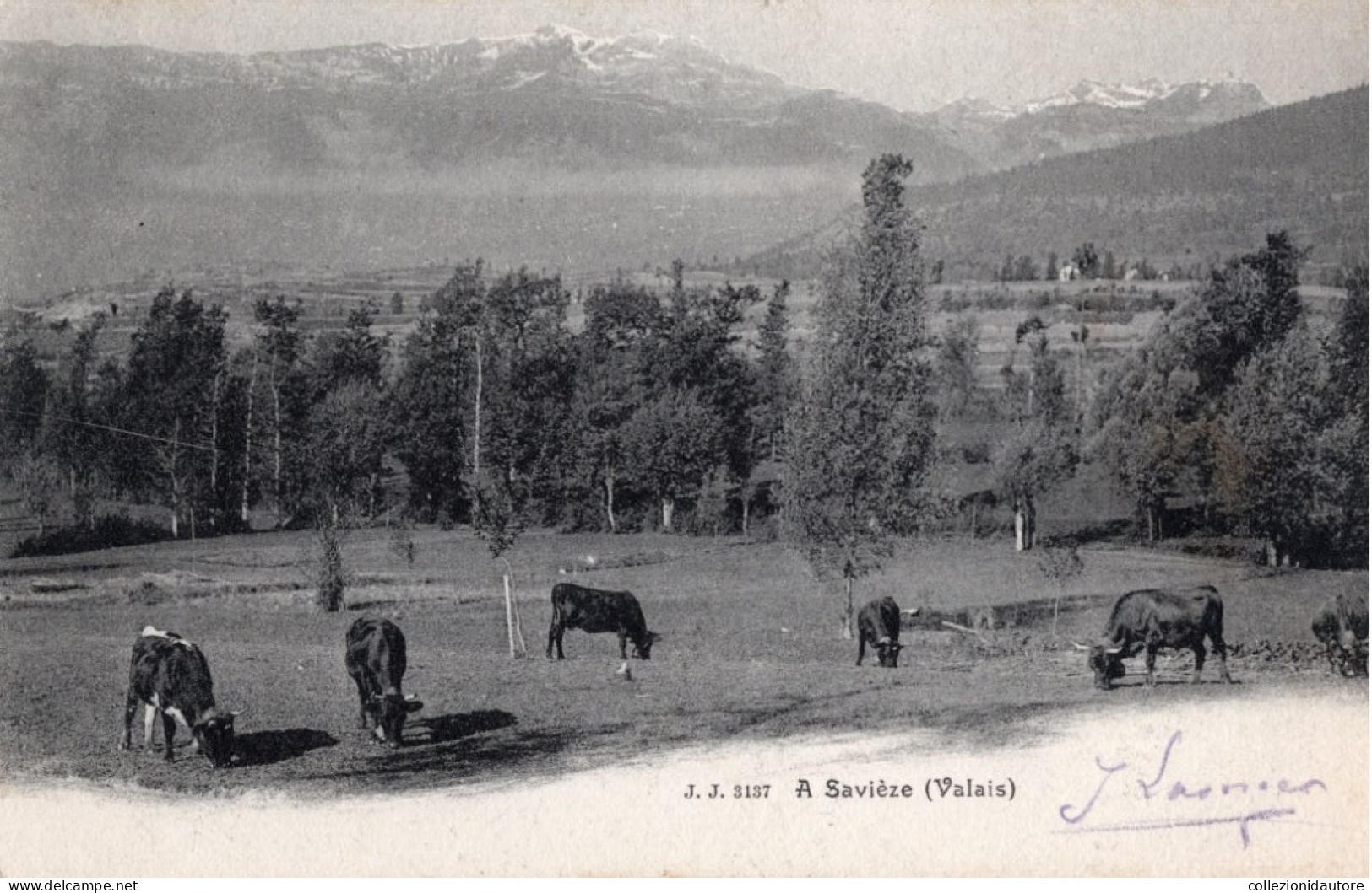 A SAVIÈZE - VALAIS - CARTOLINA FP SPEDITA NEL 1903 - Savièse