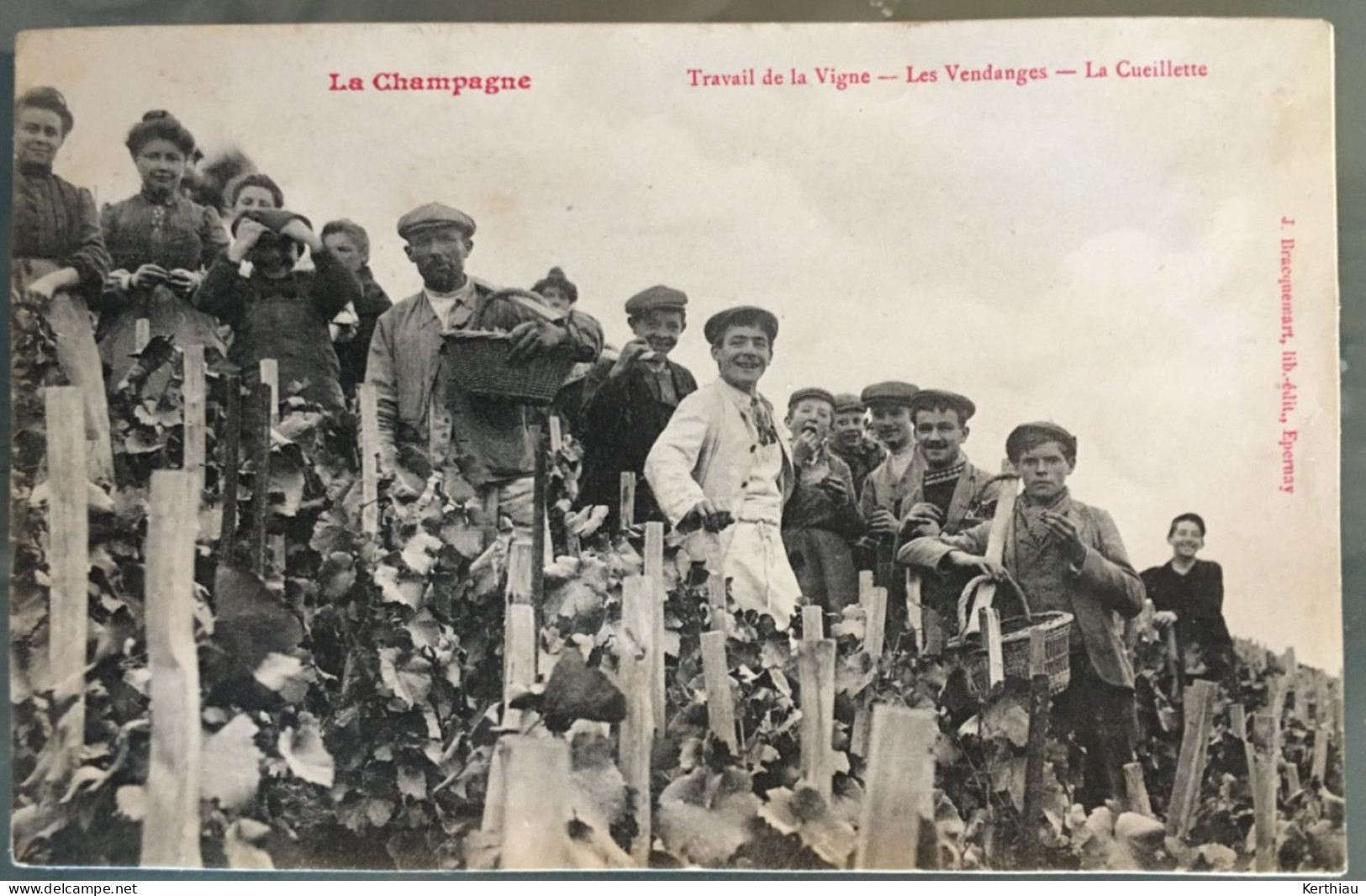 La Champagne - Travail De La Vigne - Les Vendanges - La Cueillette. Très Animée -  Circulée 1908 - Champagne-Ardenne