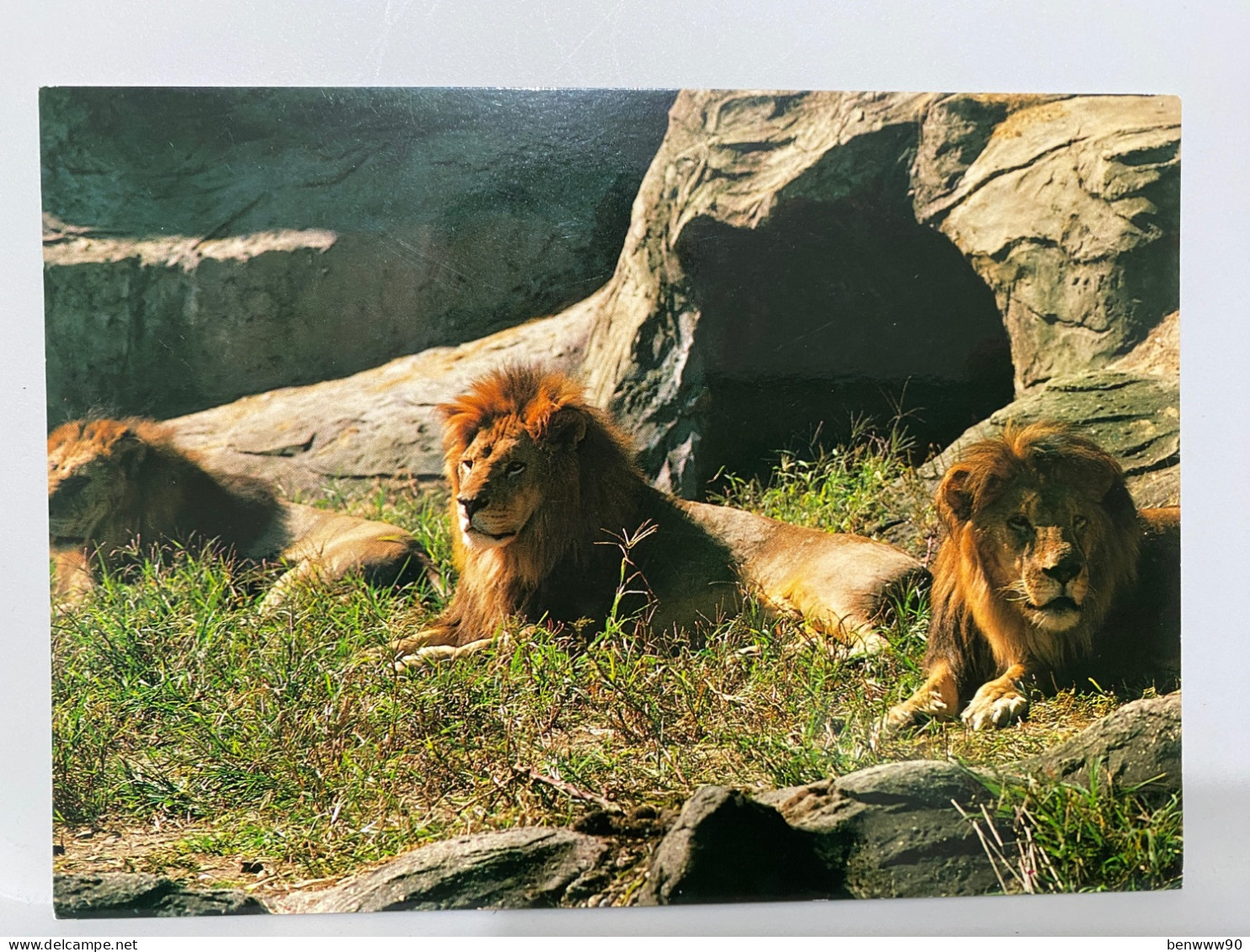 Lions In  HIGASHIYAMA ZOOLOGICAL GARDEN NAGOYA,  Animal Postcard - Lions