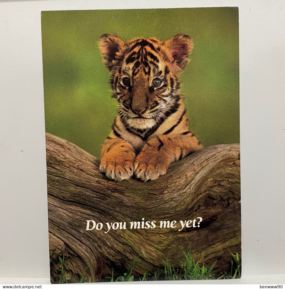 Tiger,  Animal Postcard - Tigres