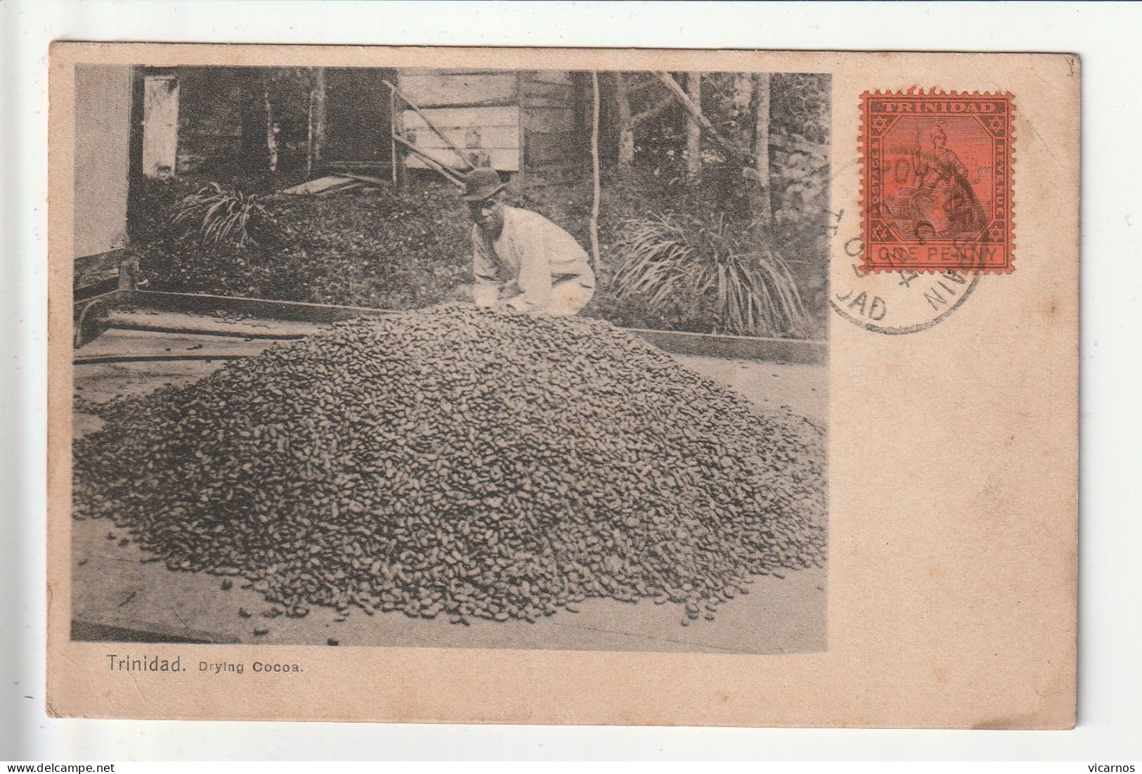 CP TRINIDAD Drying Cocos - Trinidad