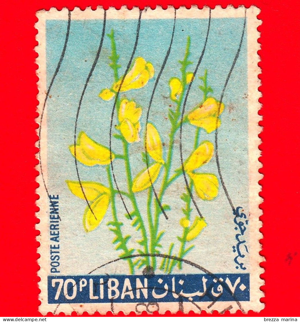 LIBANO - Usato - 1964 - Fiori - Piante - Ginestra - Yellow Broom - 70 - Liban
