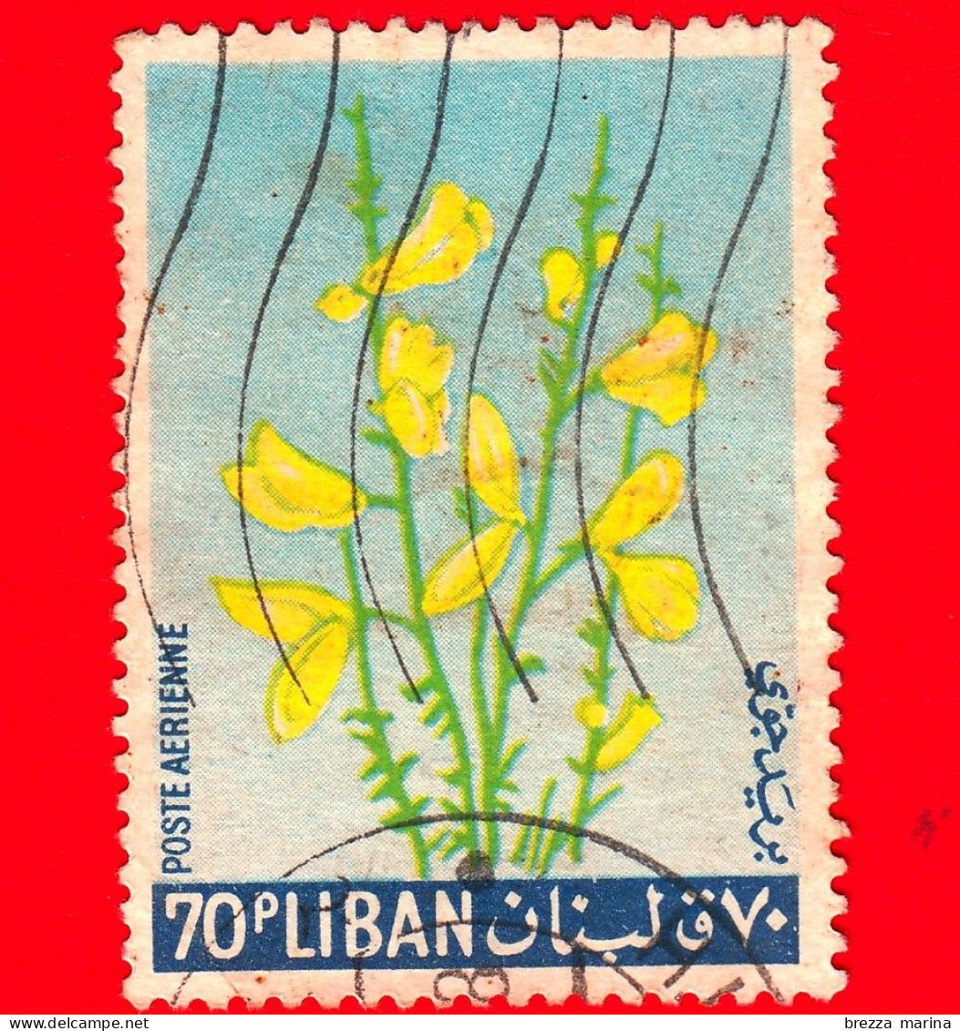 LIBANO - Usato - 1964 - Fiori - Piante - Ginestra - Yellow Broom - 70 - Lebanon