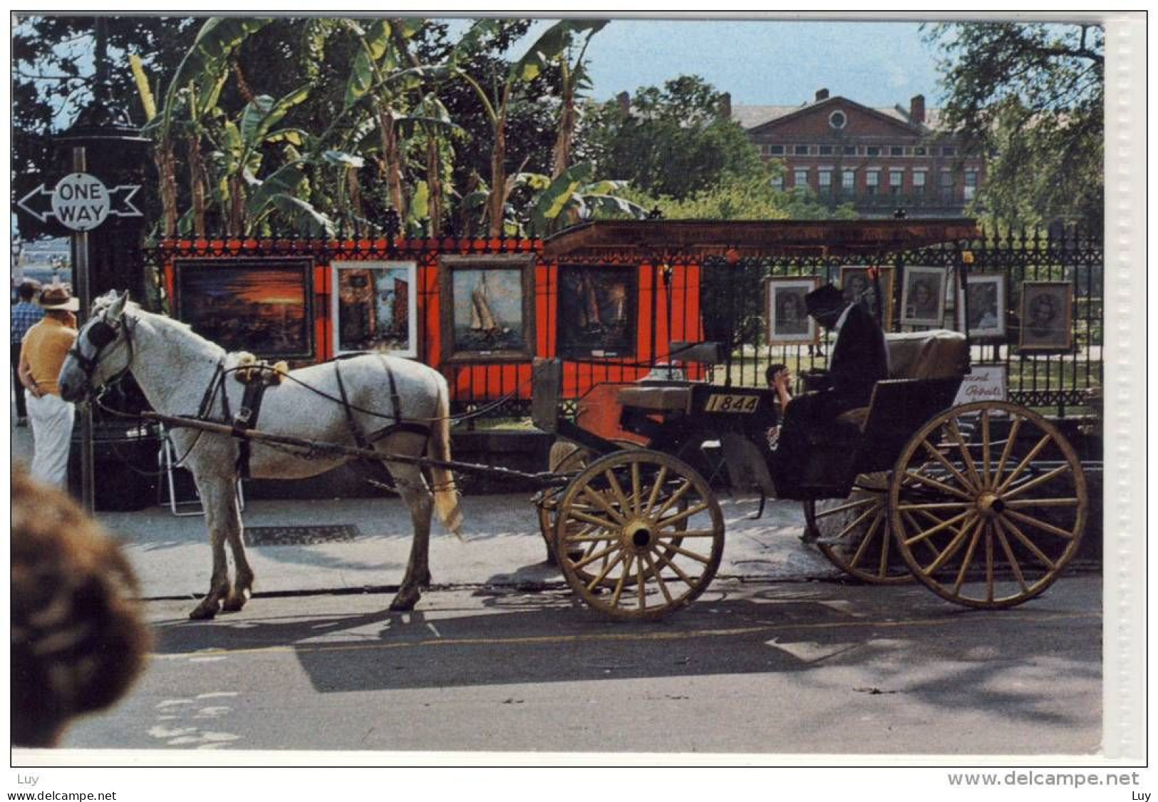 NEW ORLEANS - French Quarter, Sightseeing Carriage , Horse - New Orleans