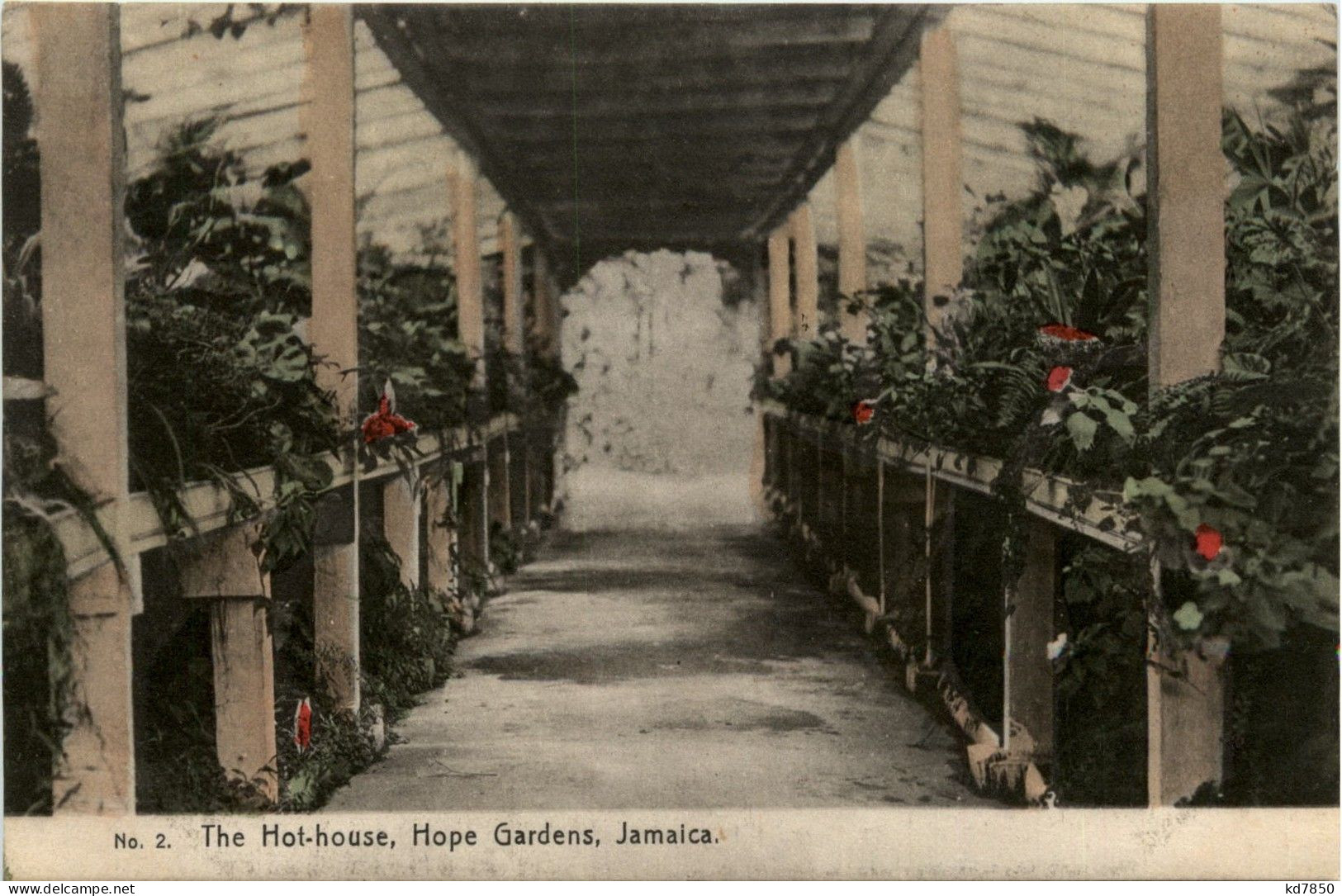 Jamaica - The Hot House Hope Gardens - Jamaïque