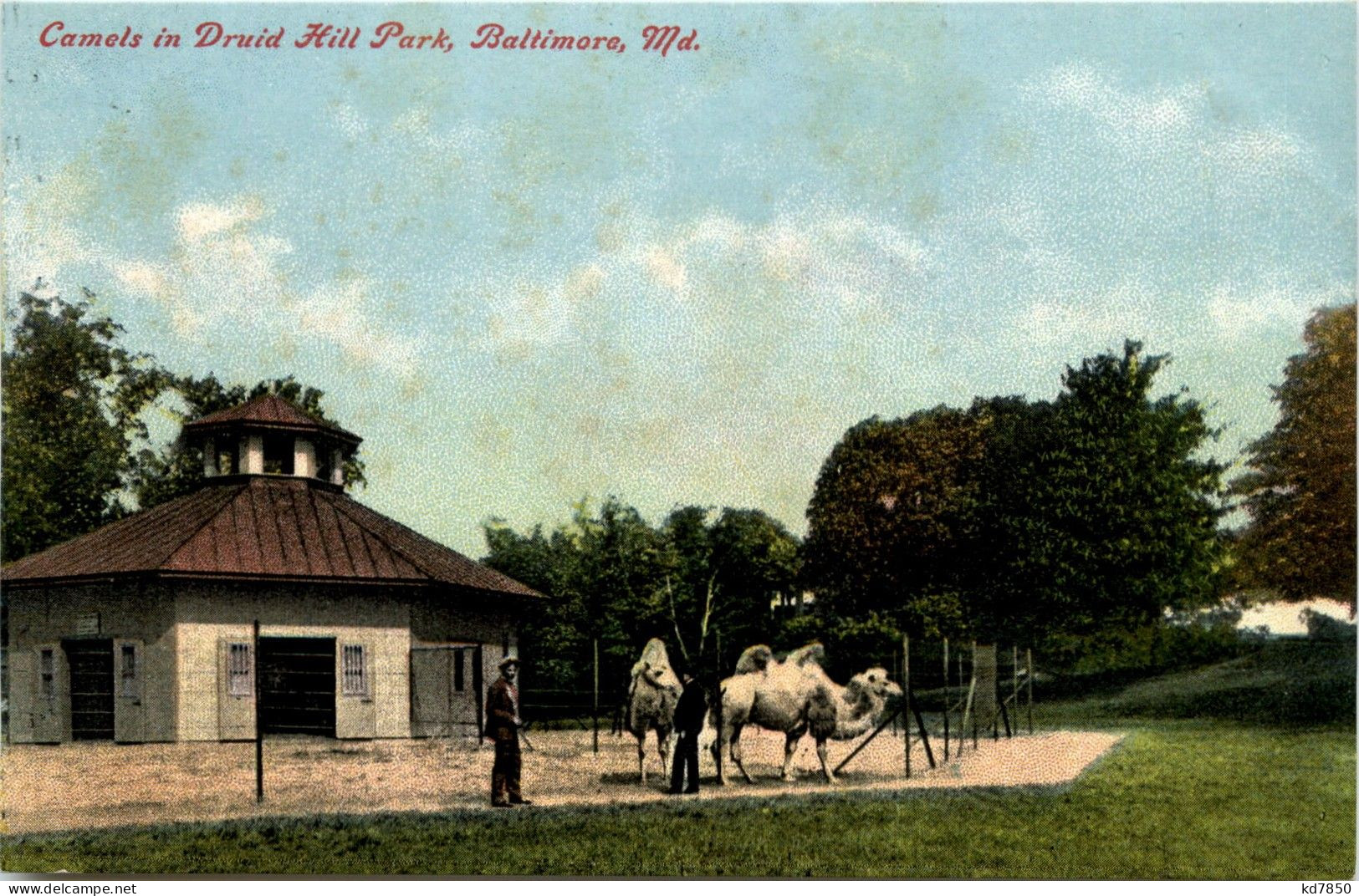 Baltimore - Camels In Druid Hill Park - Baltimore