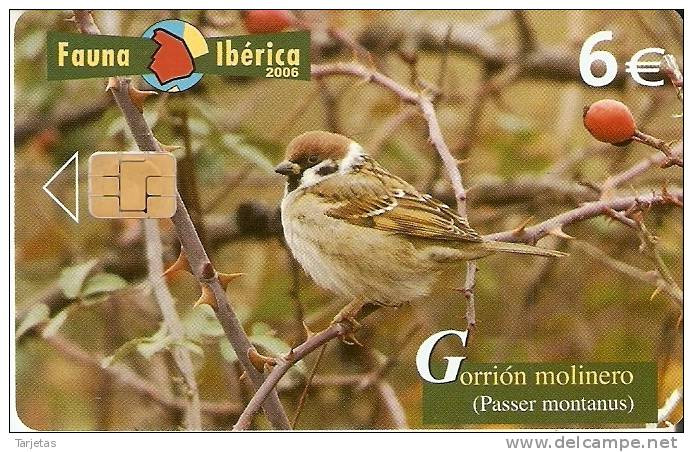 ¡¡OFERTA!! TARJETA DEL GORRION MOLINERO SÓLO 0,75 EUROS  (BIRD-PAJARO) - Basic Issues