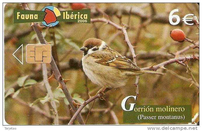 ¡¡OFERTA!! TARJETA DEL GORRION MOLINERO SÓLO 0,75 EUROS  (BIRD-PAJARO) - Basisausgaben