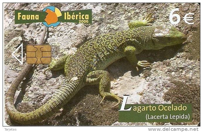 ¡¡OFERTA!! TARJETA DEL LAGARTO OCELADO SÓLO 0,60 EUROS - Basisausgaben