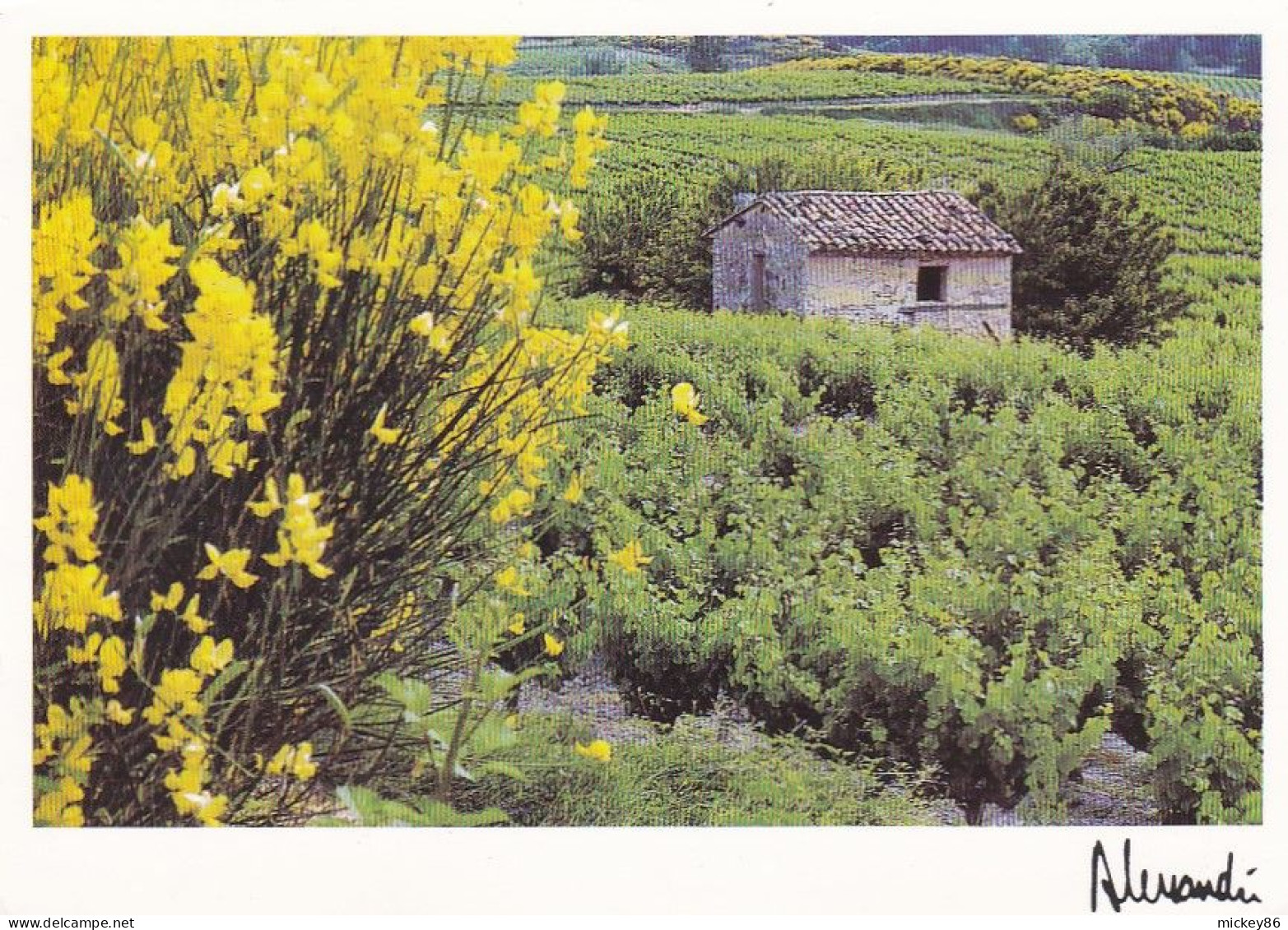 Agriculture --Vignes--2000 --Provence--Le Printemps Dans Les Vignes   Photo  J-F  ALESSANDRI - Vines