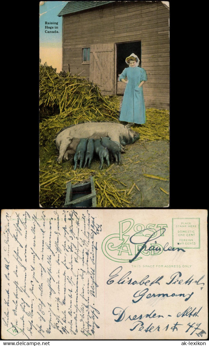 Kanada (allgemein) Bauern - Landwirtschaft Kanada Frau Schweine Farmer 1914 - Non Classés
