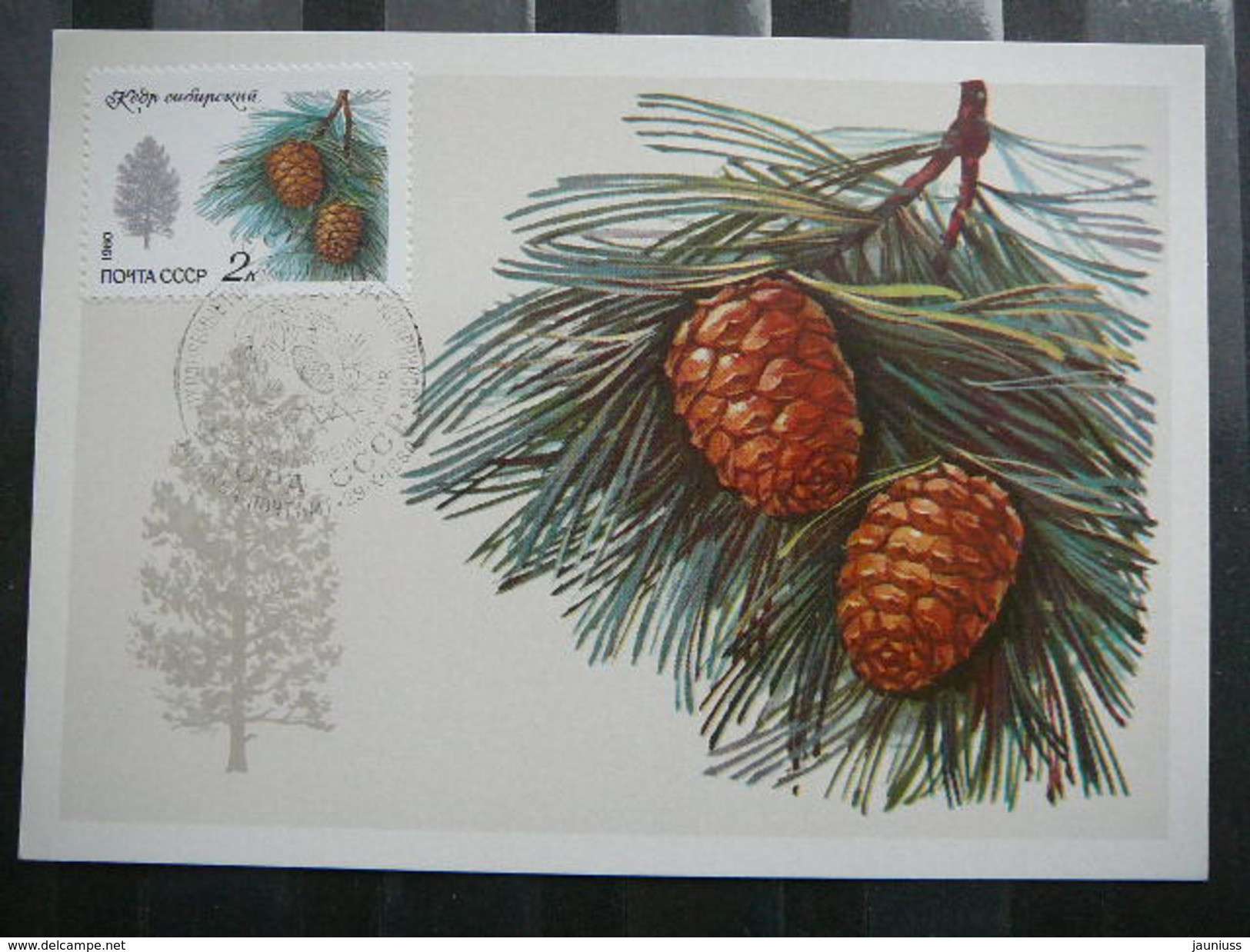 Protected Trees And Shrubs. Plants # USSR Russia Sowjetunion 5x Cards 1980 Maximum Card # - Maximumkarten