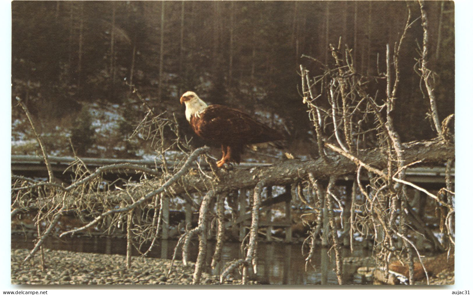 Etats-Unis - Wyoming - Animaux - Aigles - Aigle - Eagles - Bald Eagle - Yellowstone National Park - Bon état - Yellowstone
