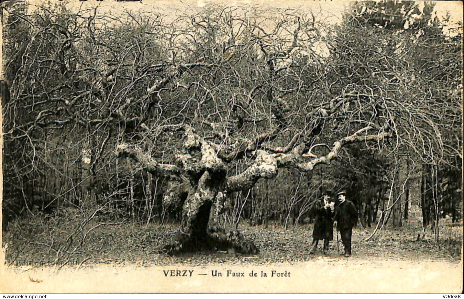 France - (51) Marne - Verzy - Un Faux De La Forêt - Verzy