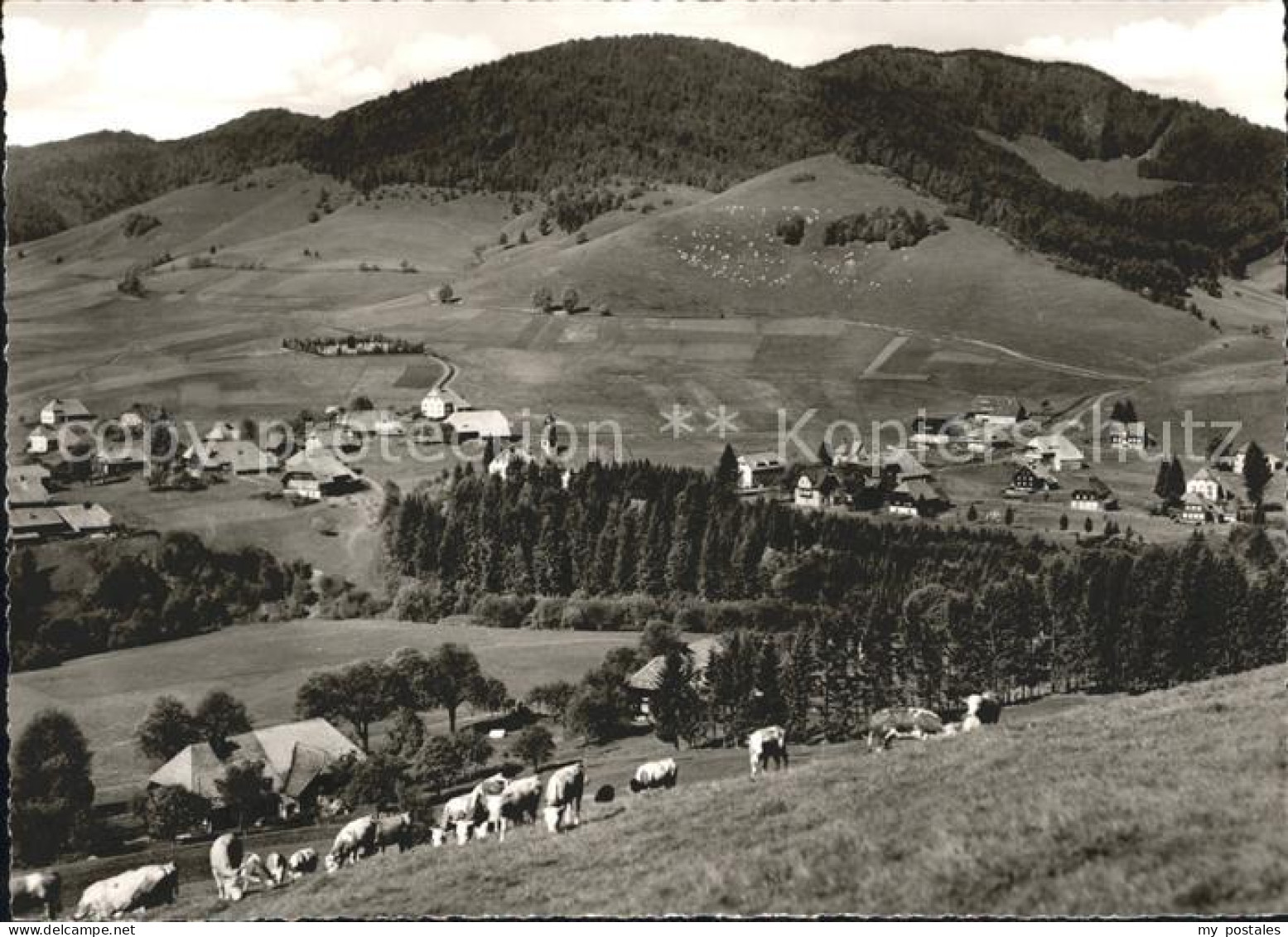 42008809 Bernau Schwarzwald Panorama Viehweide Kuehe Bernau Schwarzwald - Bernau