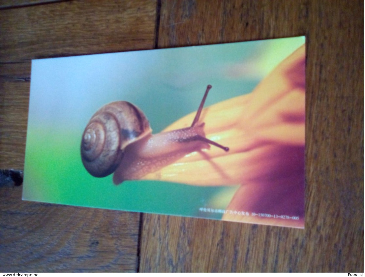 Carte Postale De Chine 2010 Escargot Escargots - Collezioni E Lotti