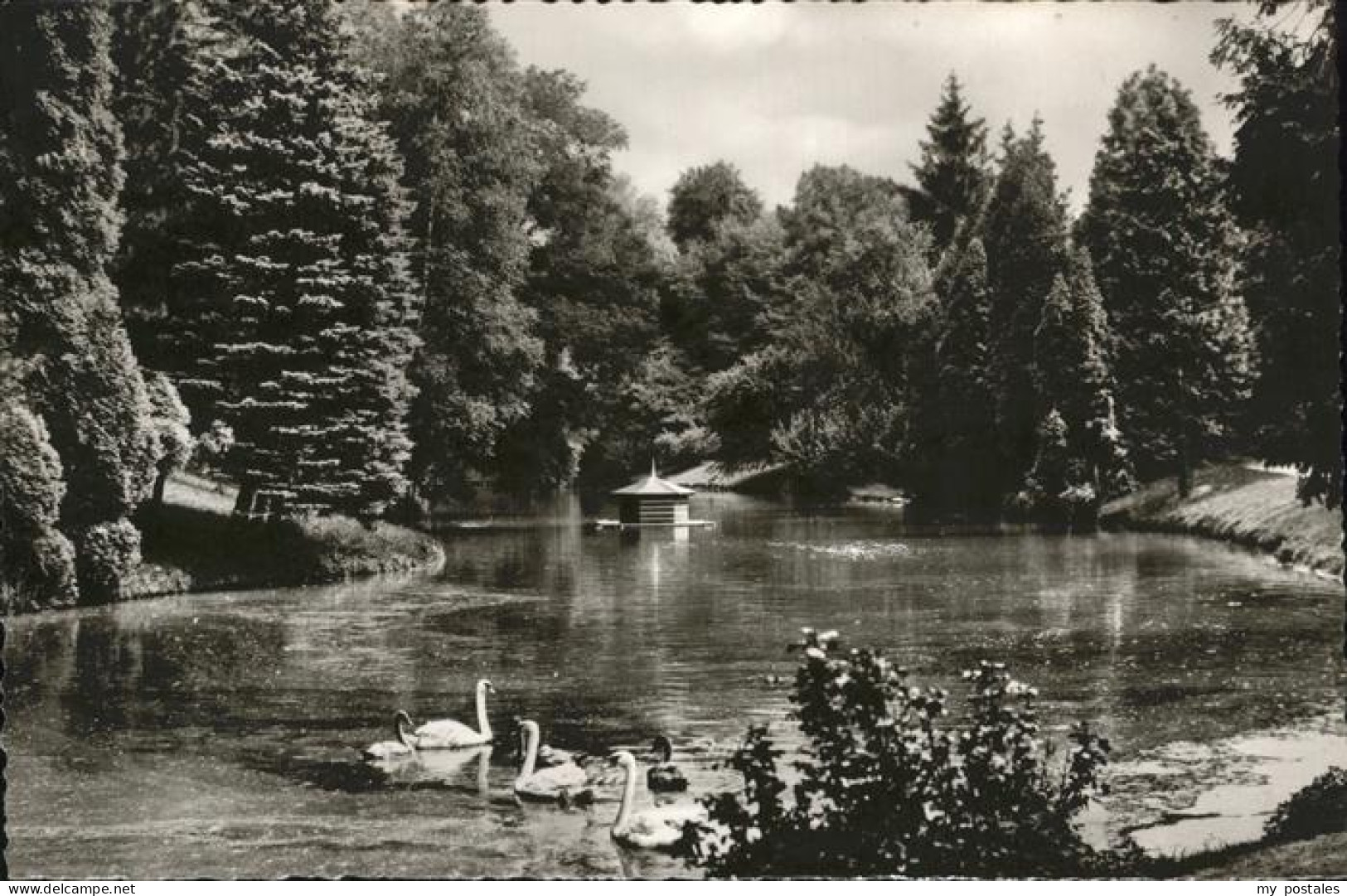 41227891 Einbeck Niedersachsen Kraehengraben Schwan Einbeck - Einbeck