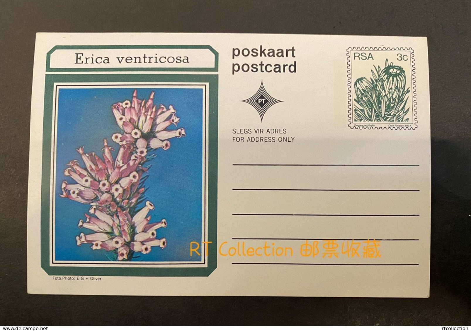 South Africa - Postcards Flora Protea Plants Nature Plant Florwers Protea Neriifolia Flower Postcard Post Card (2) - Afrique Du Sud
