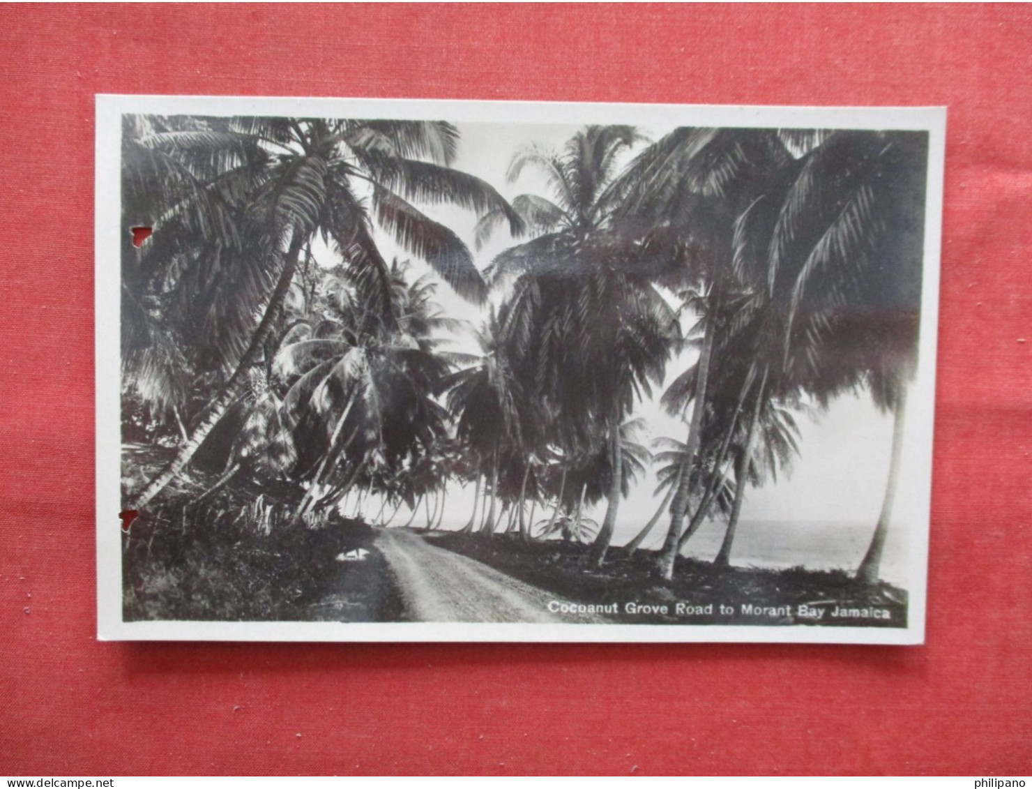 RPPC. Coconut Grove  Punch Holes Left   Jamaica Ref 6318 - Jamaica