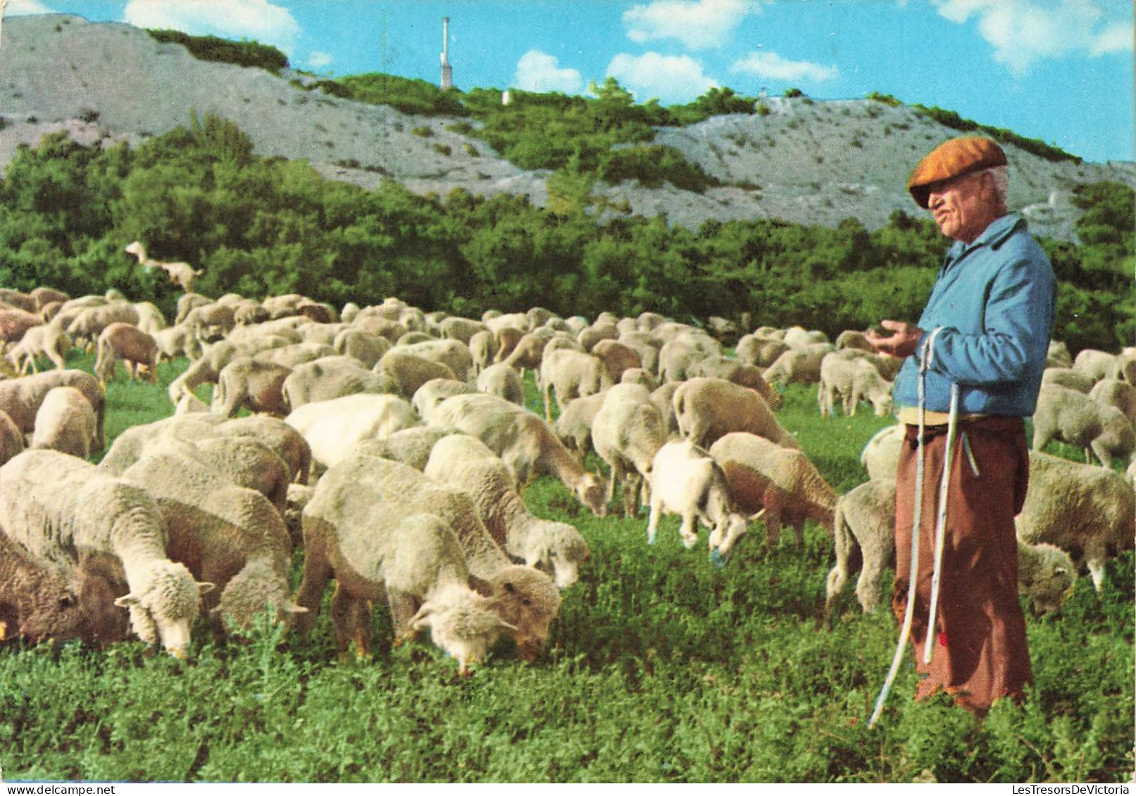 ANIMAUX & FAUNES - Moutons - Un Berger - Scène Pastorale De Provence - Carte Postale - Autres & Non Classés