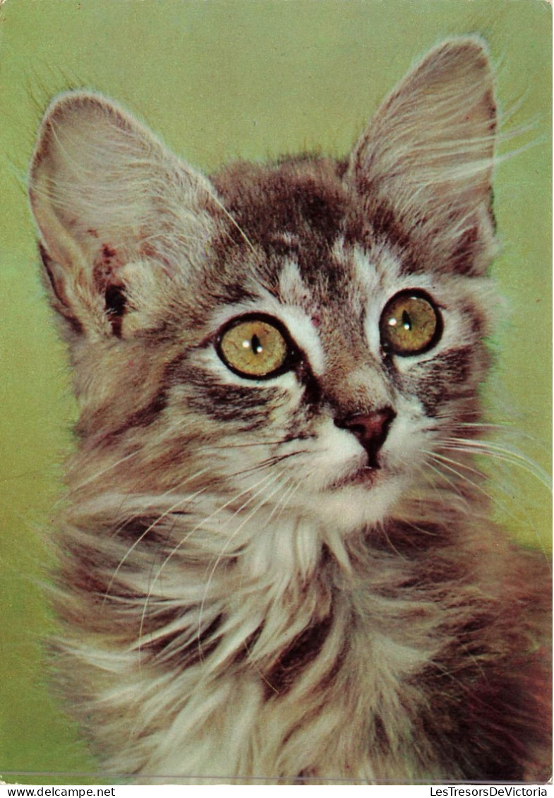 ANIMAUX & FAUNE - Chats - Un Chat Gris Seul - Carte Postale - Cats