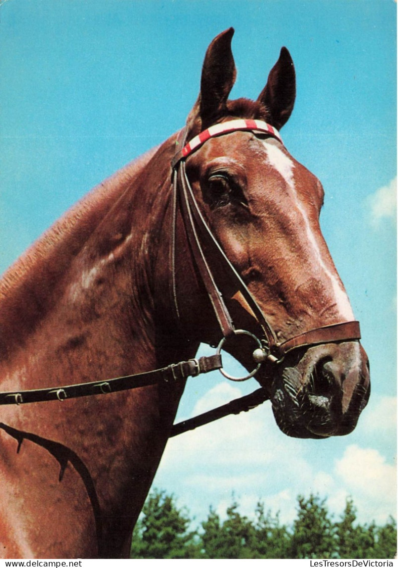 ANIMAUX & FAUNE - Chevaux - Un Tête De Cheval - Carte Postale - Chevaux