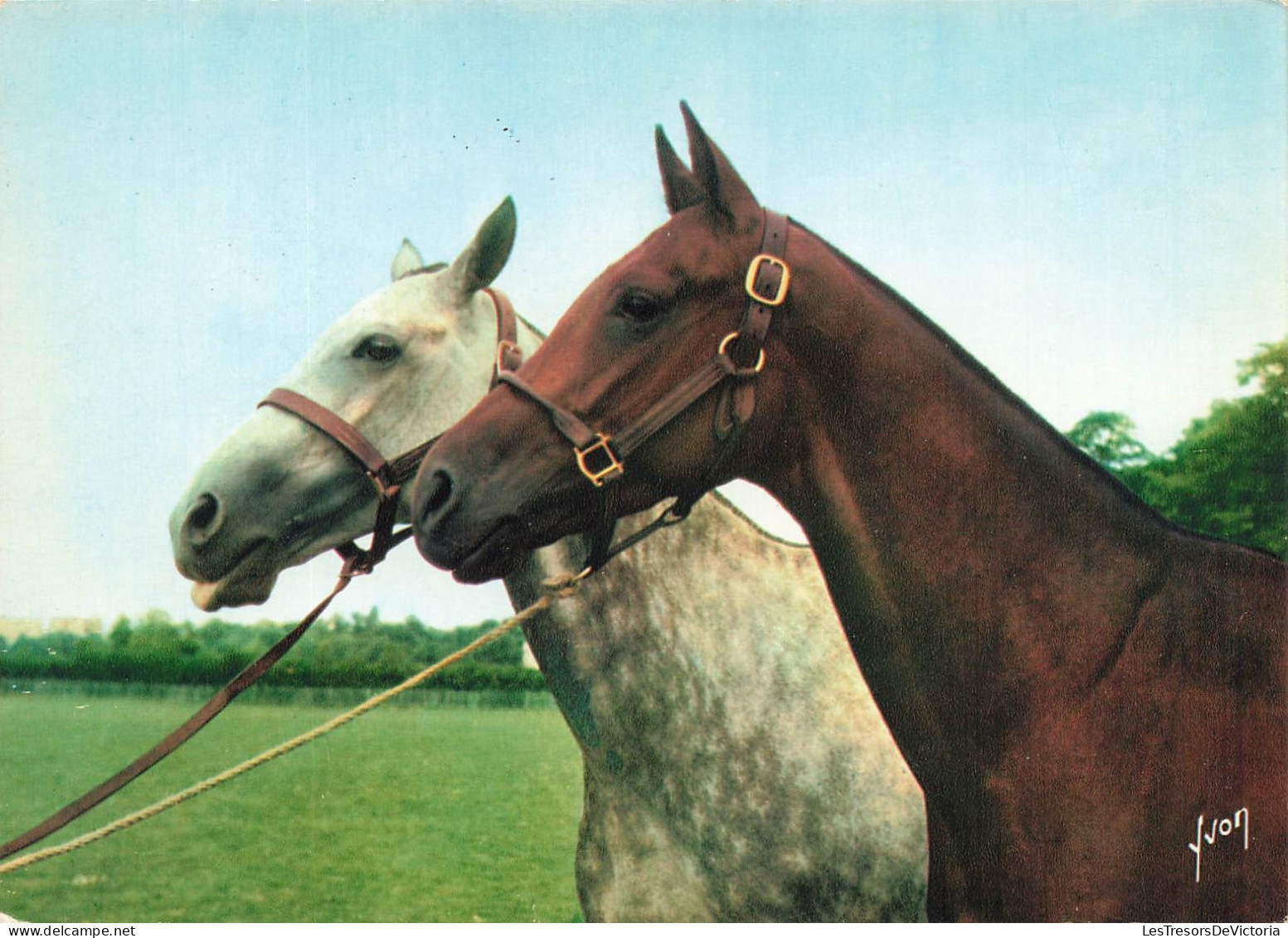 ANIMAUX & FAUNE - Chevaux - Deux Chevaux - 40/008/07 - Chevaux Par Yvon - Edition D'art Yvon Paris - Carte Postale - Horses