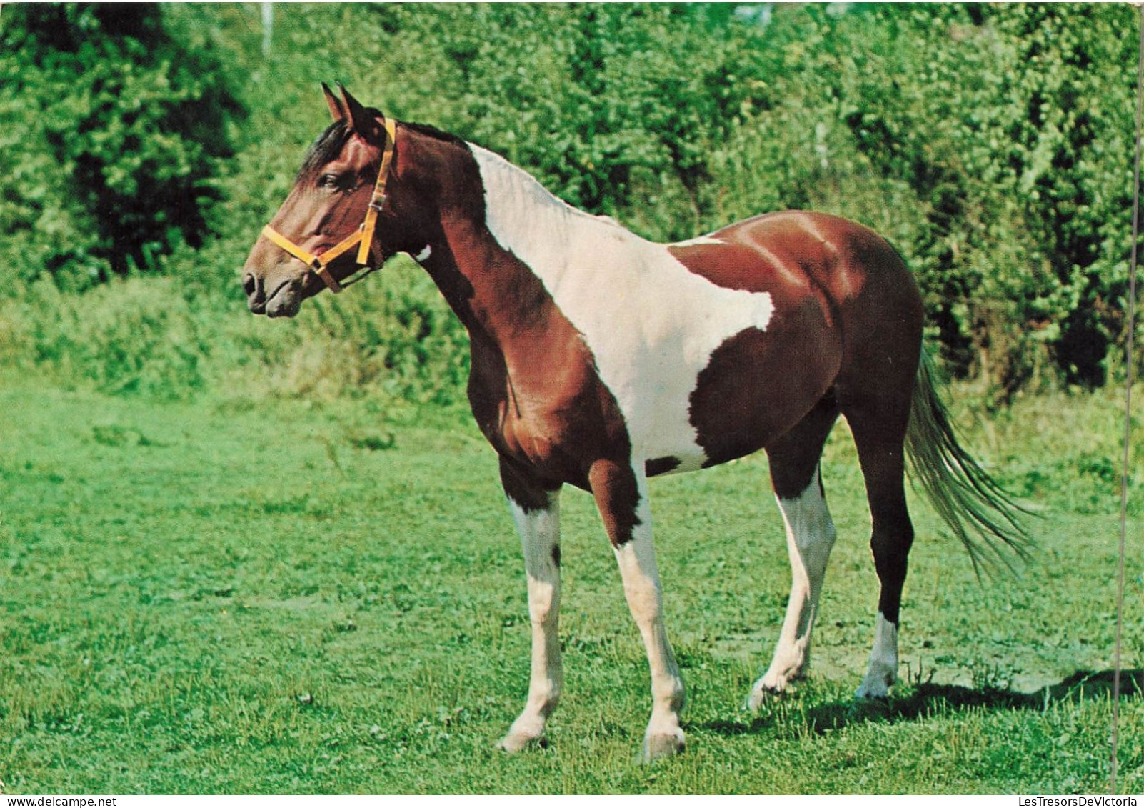ANIMAUX & FAUNE - Chevaux - Un Cheval De Couleur Blanc Noir - Carte Postale - Horses