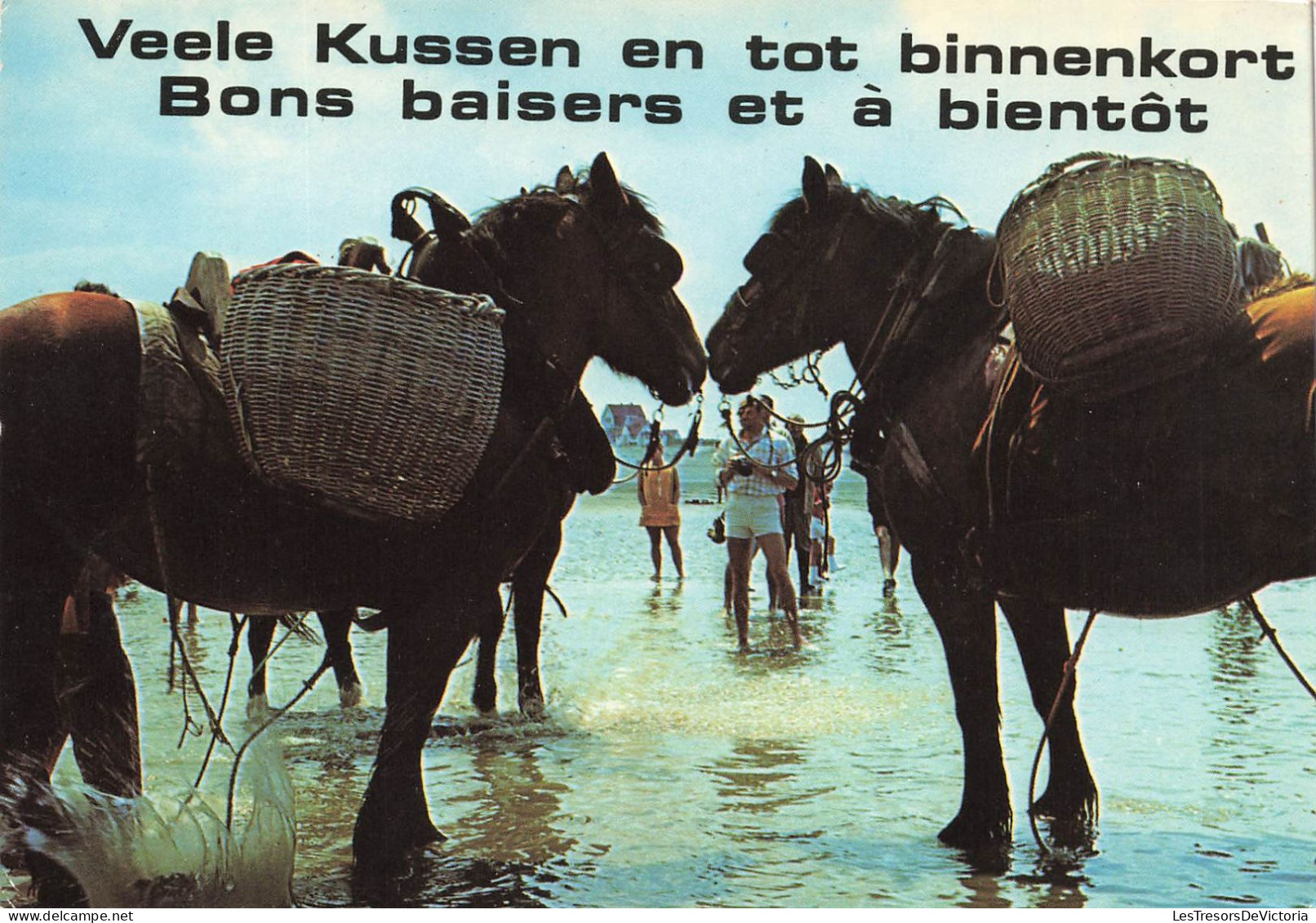 ANIMAUX & FAUNE - Chevaux - Deux Chevaux Se Promenant Sur L'eau - Bons Baisers Et à Bientôt - Carte Postale - Pferde