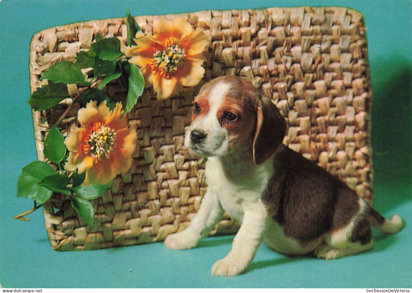 ANIMAUX & FAUNE - Chiens - Un Petit Chiot Seul à Côté D'une Fleur - Carte Postale - Honden