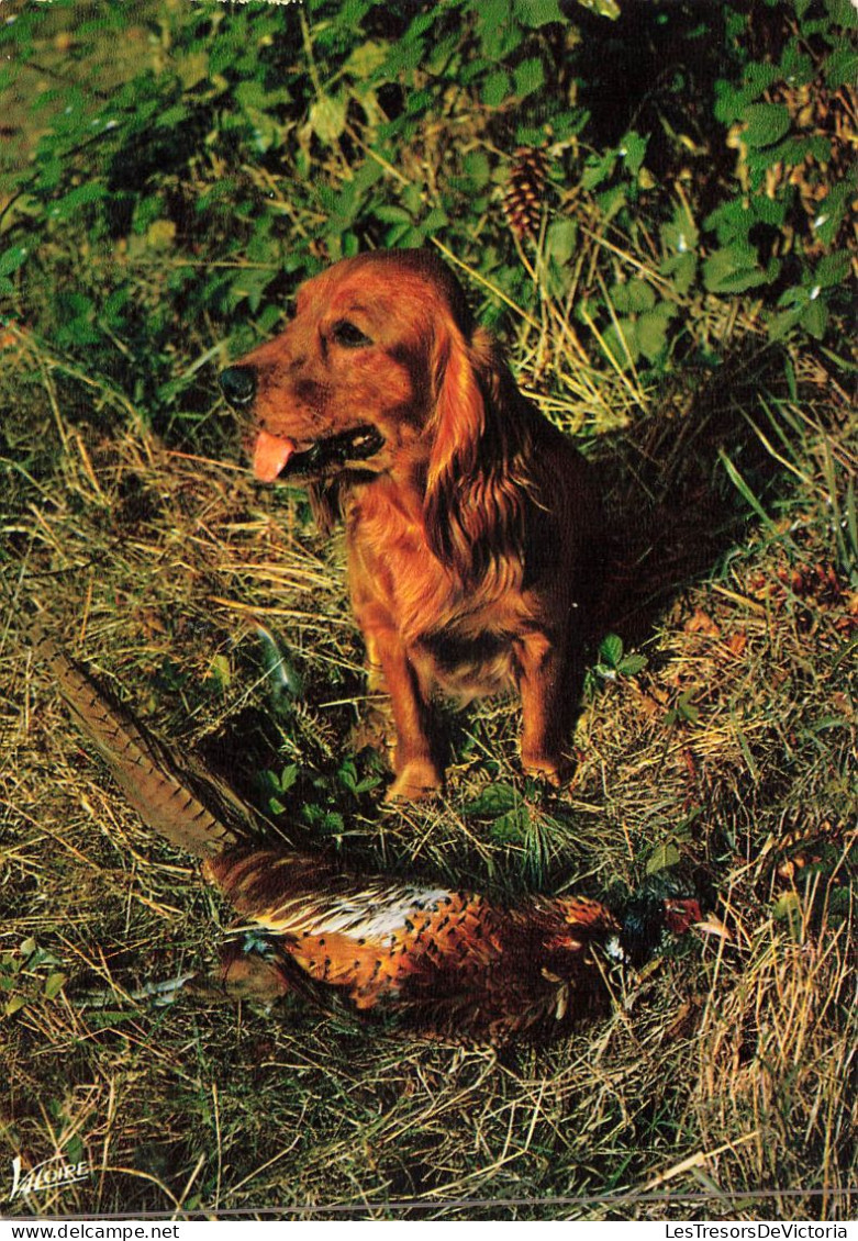 ANIMAUX & FAUNE - Chiens - Un Chien Seul Dans La Forêt- Carte Postale - Honden