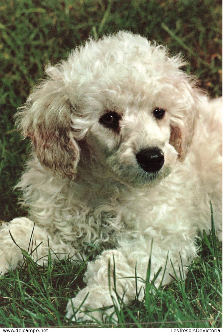 ANIMAUX & FAUNE - Chiens - Un Chien Seul Assis - Carte Postale - Hunde