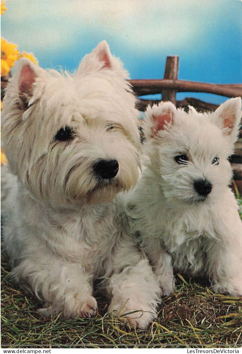 ANIMAUX & FAUNE - Chiens - Deux Chiens Assis  - Carte Postale - Hunde