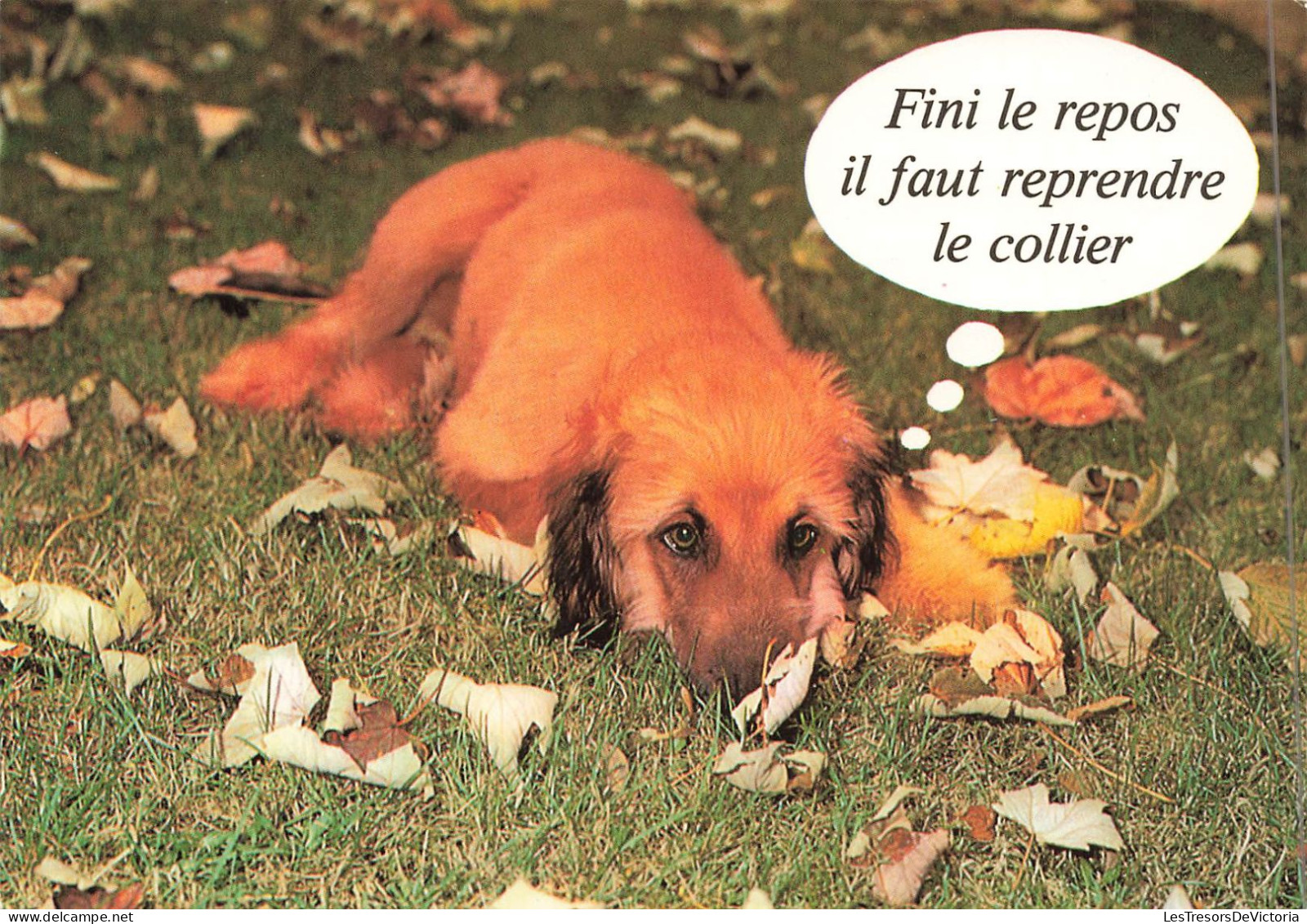 ANIMAUX & FAUNE - Chiens - Un Petit Chiot - Fini Le Repos Il Faut Reprendre Le Collier  - Carte Postale - Chiens