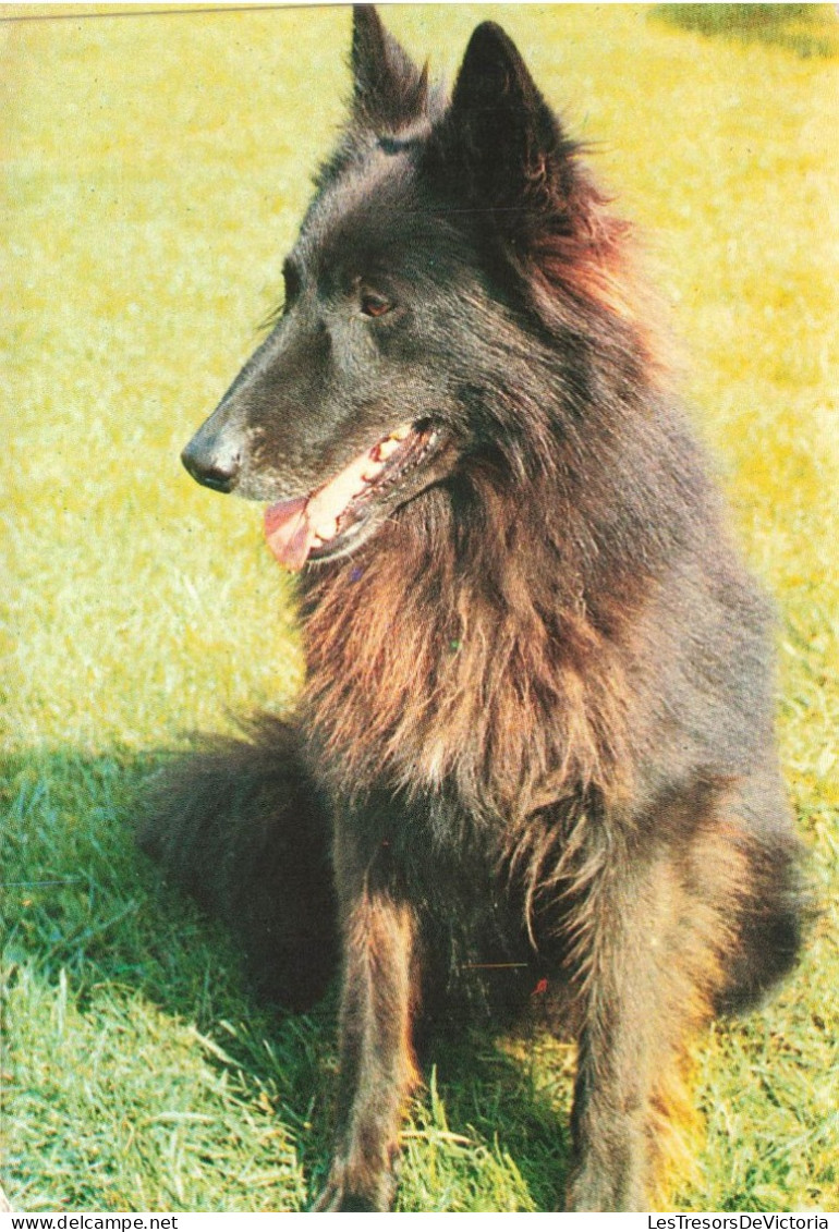 ANIMAUX & FAUNE - Chiens - Un Chien Assis  - Carte Postale - Chiens