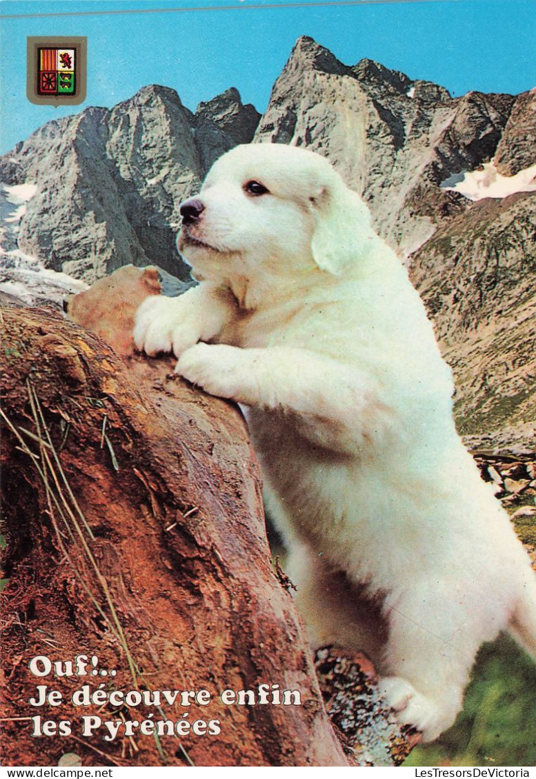 ANIMAUX & FAUNE - Chiens - Un Chiot Blanc En Train D'escalader - Ouf !  Je Découvre Enfin Les Pyrénées - Carte Postale - Chiens