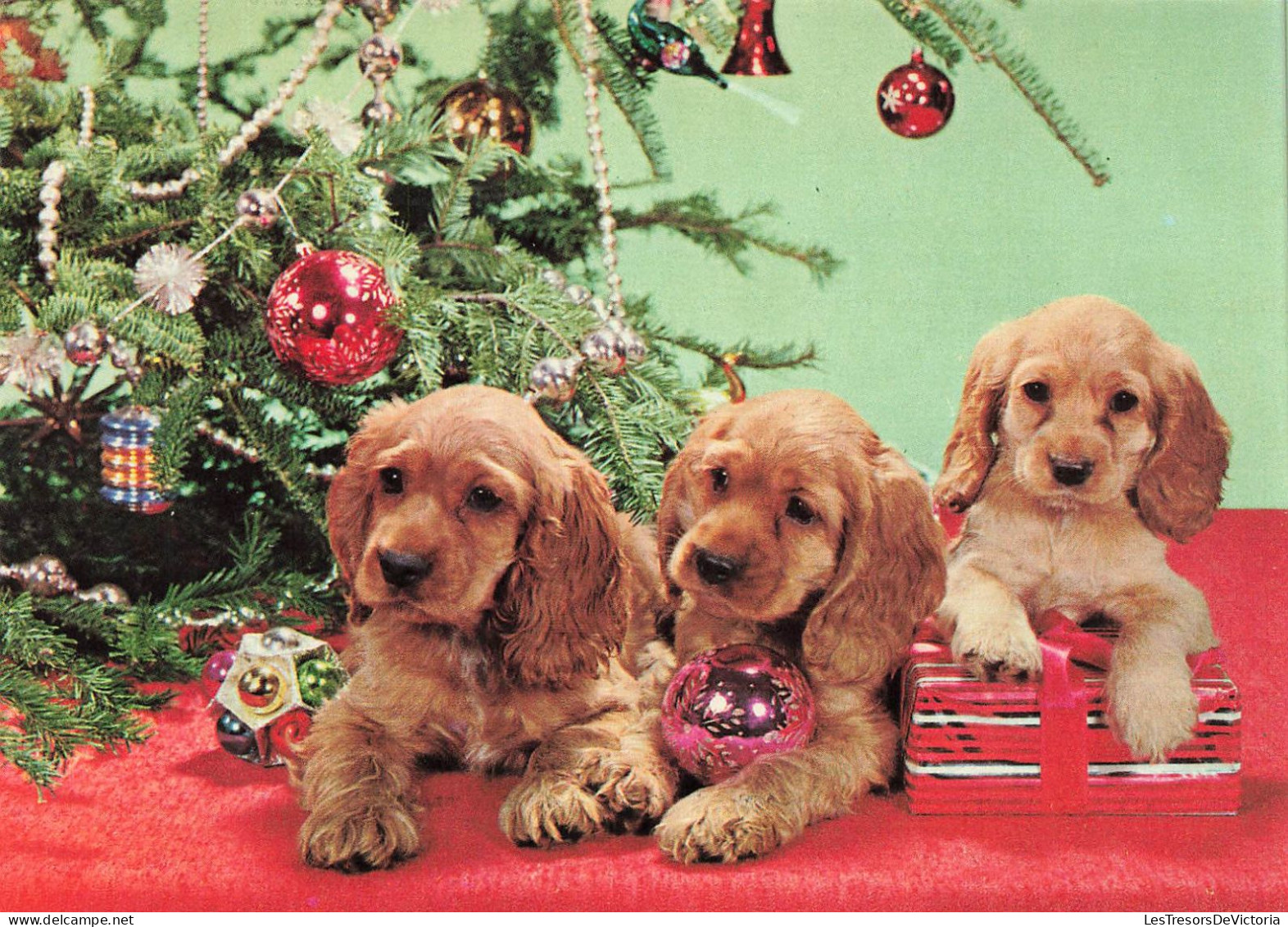 ANIMAUX & FAUNE - Chiens - Trois Petits Chiots Assis Et à Côté D'un Sapin - Carte Postale - Hunde