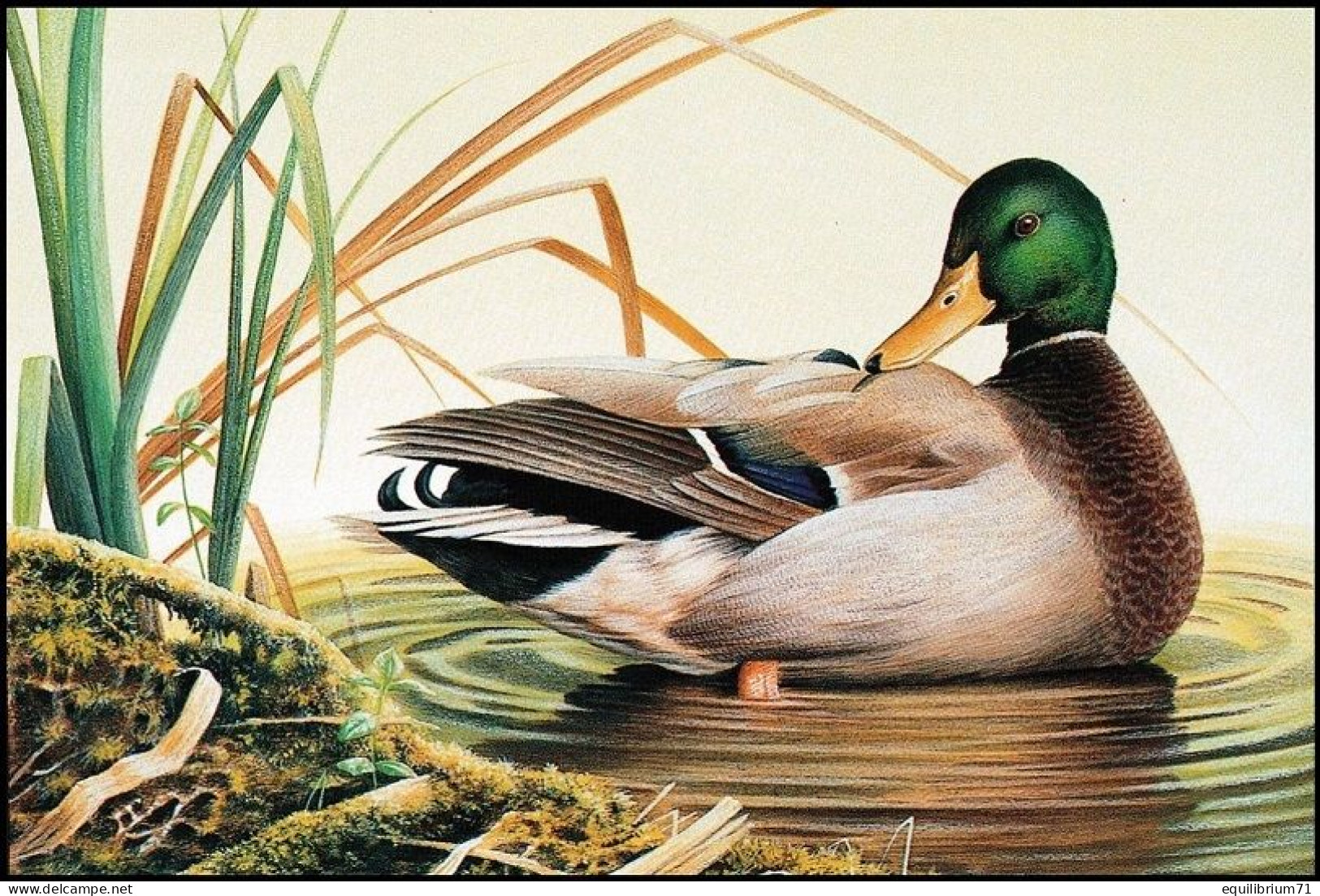 CM/MK Blanco** - Canard Colvert / Wilde Eend / Stockente / Mallard Duck - (MPO) - BUZIN - Patos