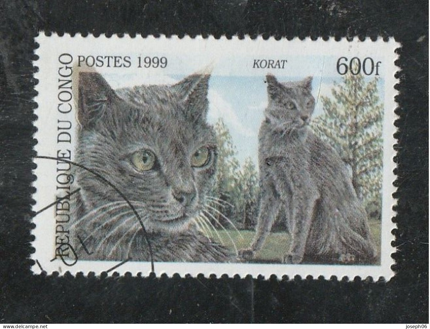 CONGO  1999  Y. T. N° Chat  Korat  Oblitéré - Gebraucht