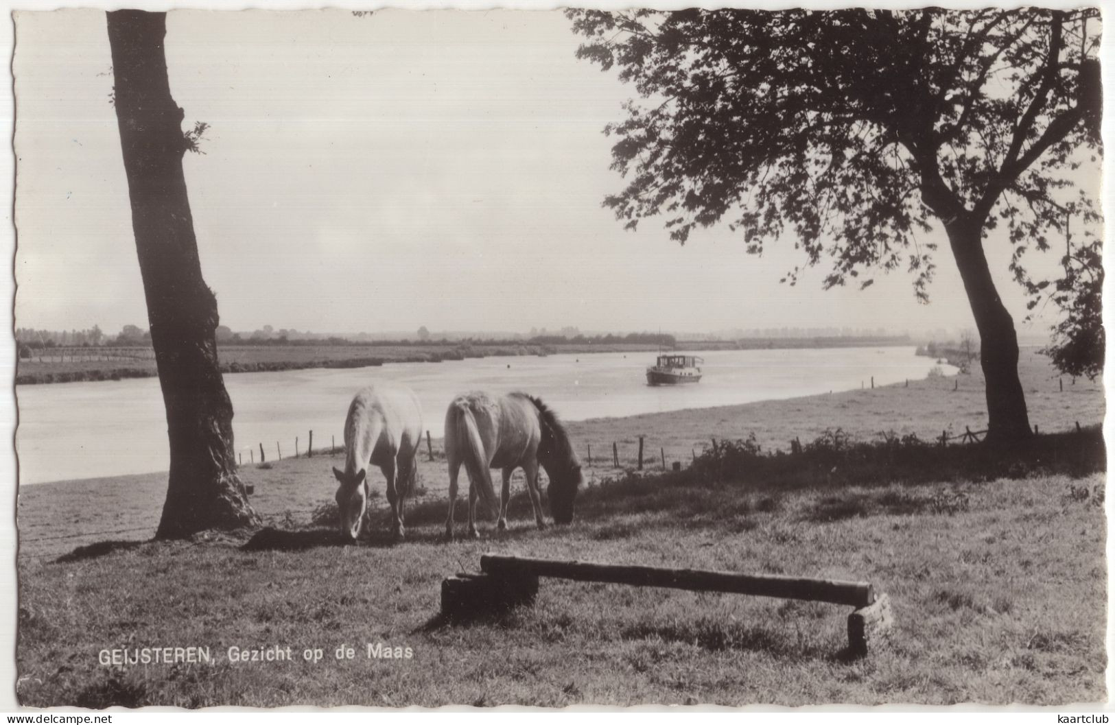 Geijsteren, Gezicht Op De Maas - (Nederland/Holland) - 1965 - Paarden - Venray