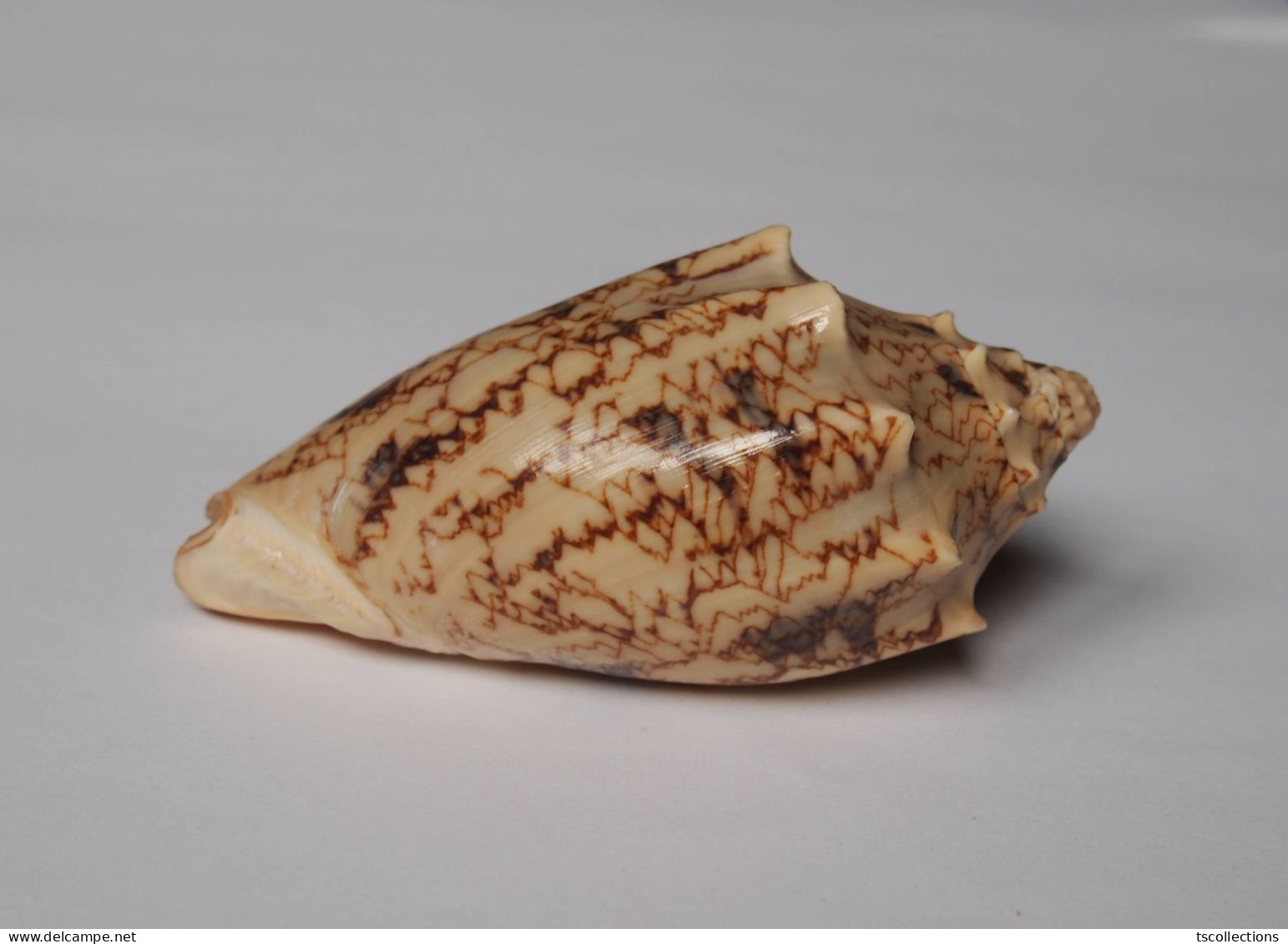 Cymbiola Vespertilio - Seashells & Snail-shells
