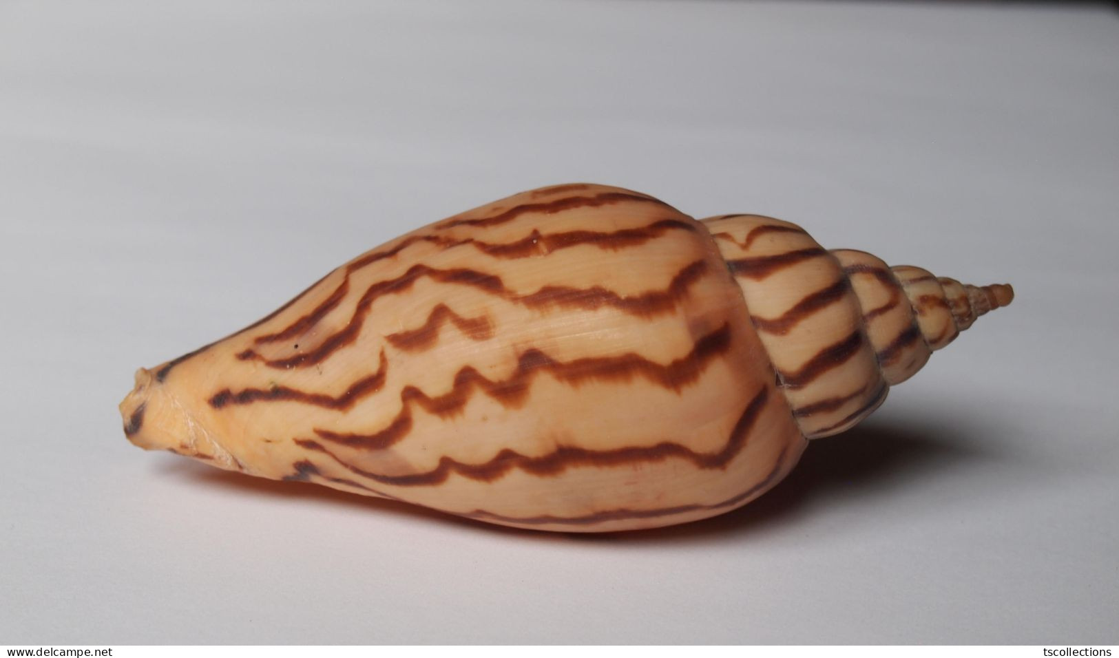 Harpulina Loroisi - Seashells & Snail-shells