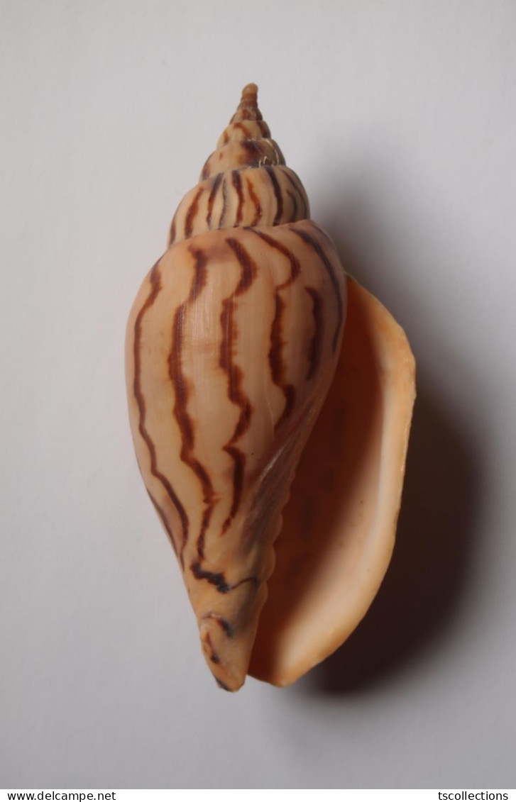Harpulina Loroisi - Seashells & Snail-shells