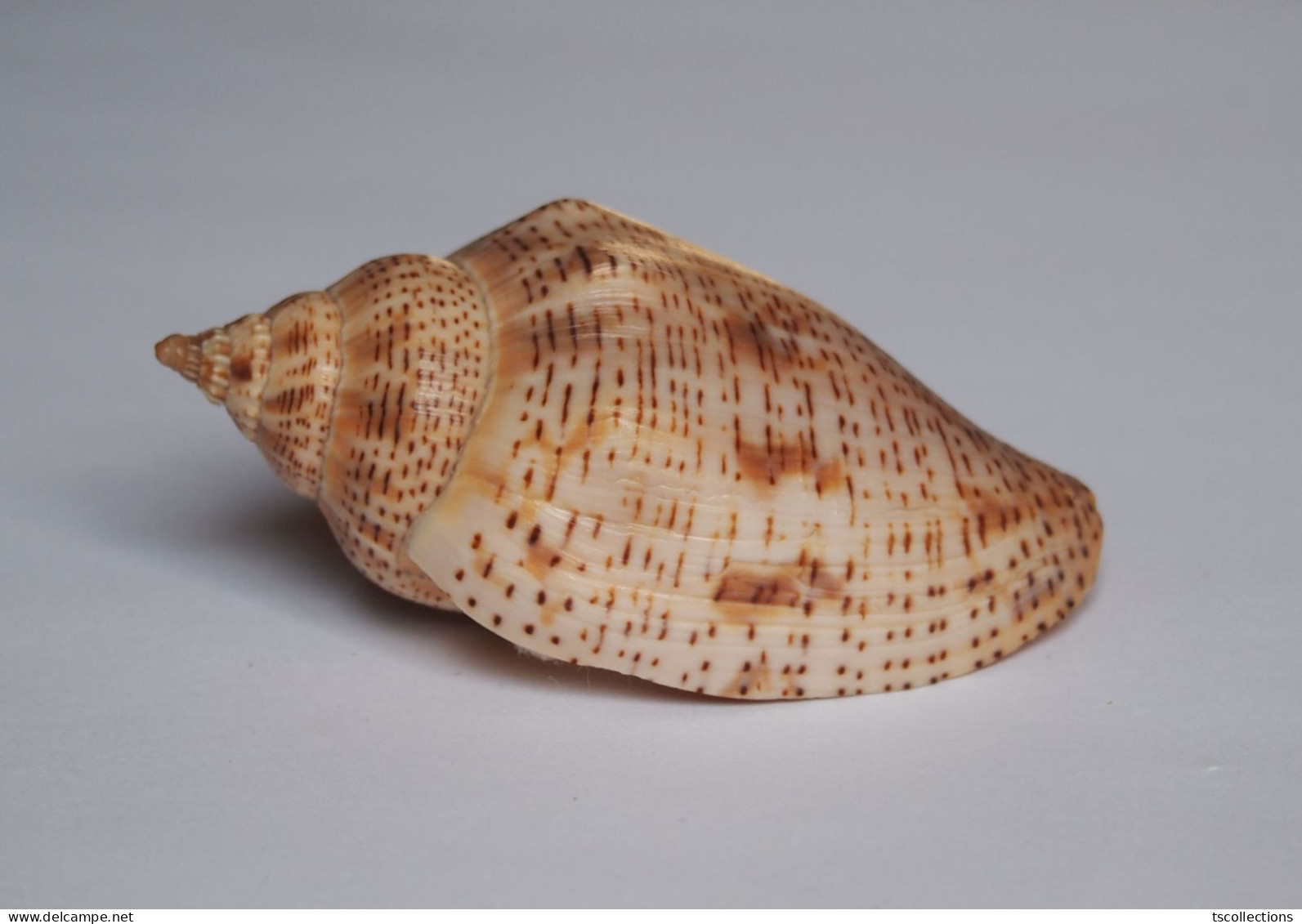 Harpulina Lapponica - Seashells & Snail-shells