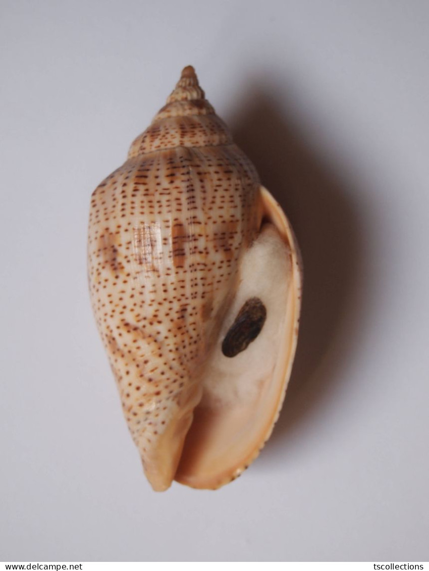 Harpulina Lapponica - Coquillages