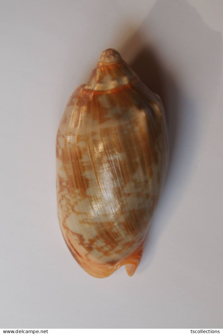 Cymbiola Vespertilio - Seashells & Snail-shells