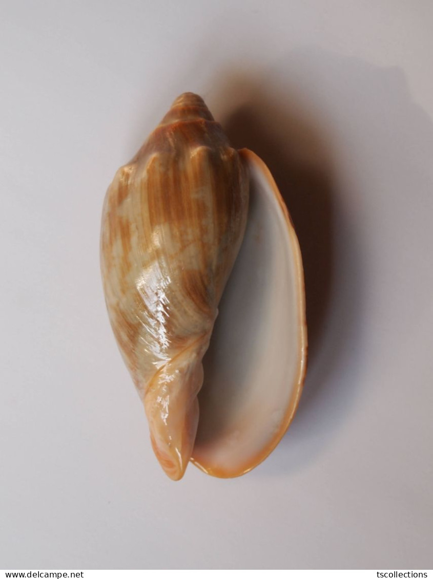 Cymbiola Vespertilio - Seashells & Snail-shells