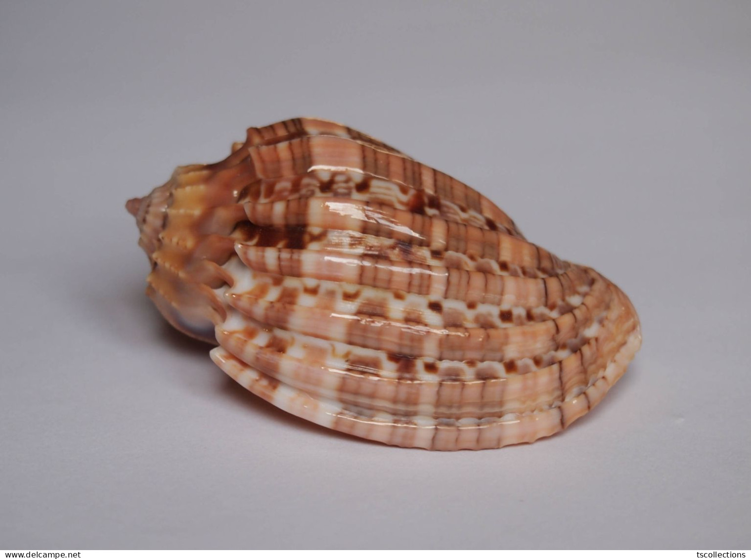 Harpa Harpa - Seashells & Snail-shells