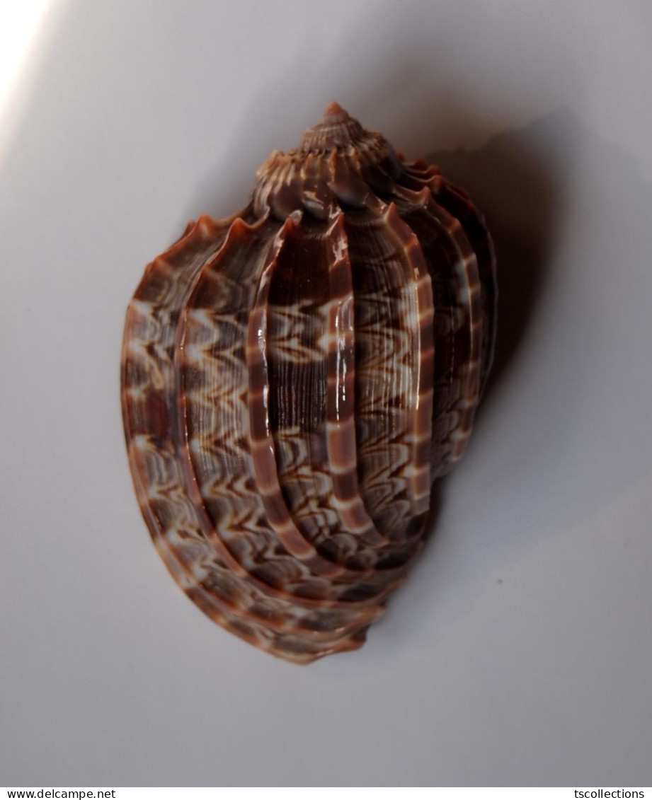 Harpa Cabriti - Seashells & Snail-shells