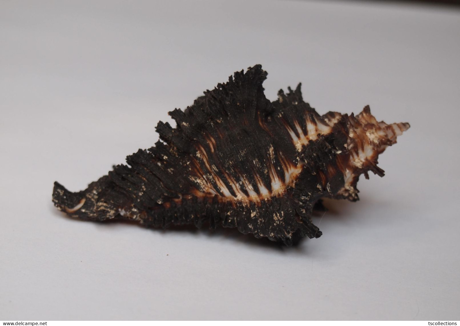 Chicoreus Brunneus - Seashells & Snail-shells